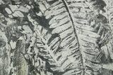Fossil Seed Fern (Alethopteris) Plate - Pennsylvania #368712-1